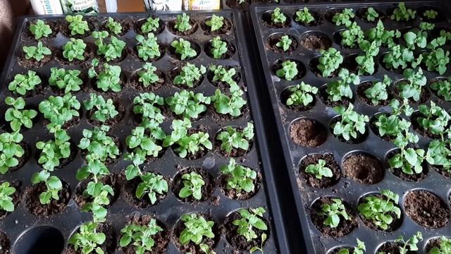 Мой уход за рассадой бакопы смотреть онлайн