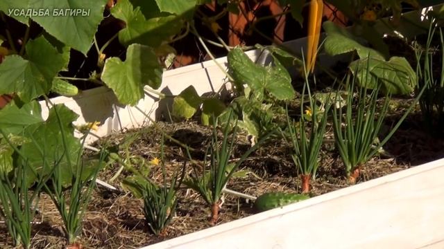 Совместные посадки с огурцами