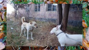 Бультерьер Дэнни и Дворняга 😁 Кобели #дэнни #бультерьер #собака