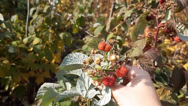 малинка сорт Калашник???22.10.2021года. 100% попадание в точку? смотреть онлайн