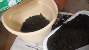 Огромные корни у пальмы.Пересадка пальмы.