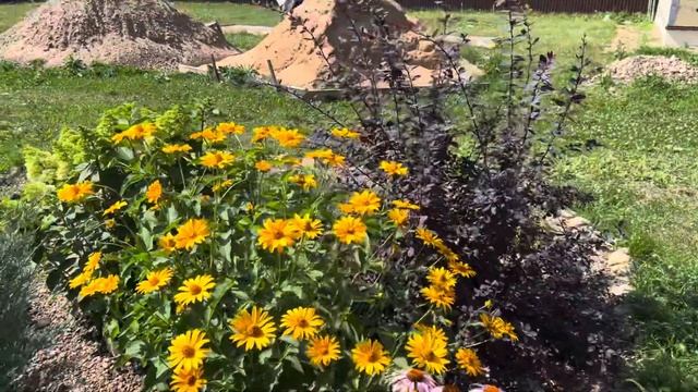 Гортензии метельчатые в миксбордере. Миксбордер своими руками, легко! смотреть онлайн