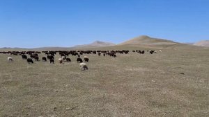 Карачаевская порода овец или чёрный карачаевский барашка))