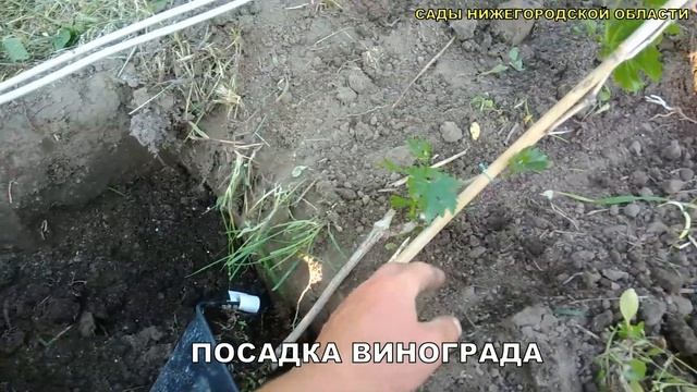 Как посадить виноград.Посадка винограда смотреть онлайн