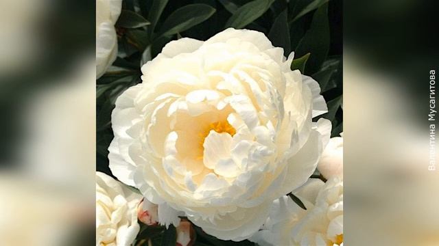 ❀ Лучшие сорта пионов последних десятилетий (2000-2020) смотреть онлайн