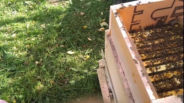 Пермь Карника впечатление после среднерусской линии породы. г. Пермь смотреть онлайн