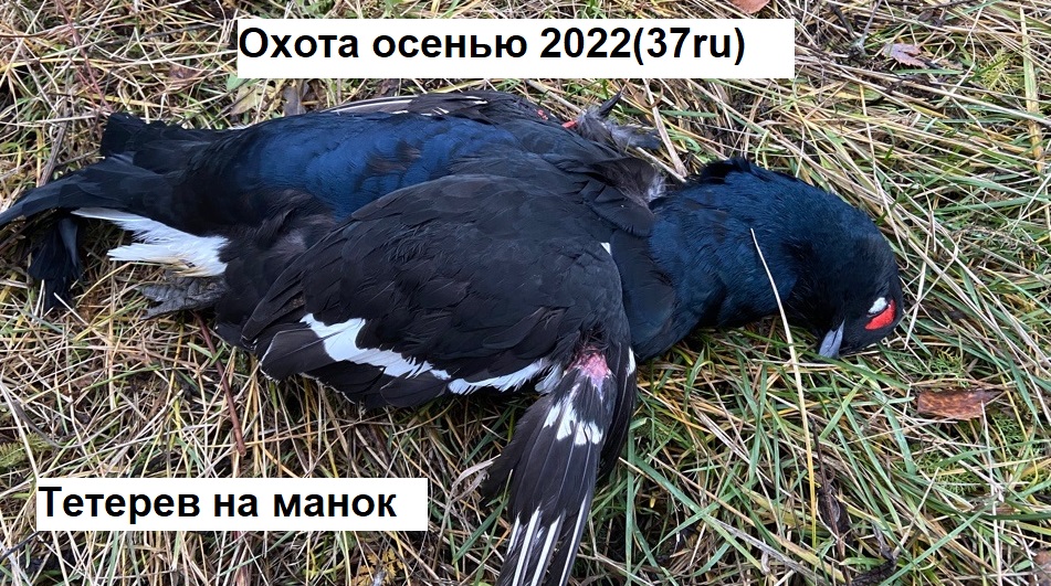Тетерев на манок. Охота на тетерева осенью с подхода и с манком!!!!