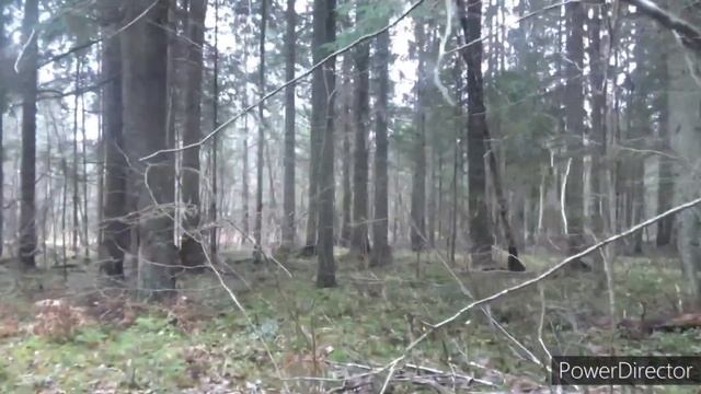 Русская гончая Ласка вл.Шваюнов О.В. смотреть онлайн