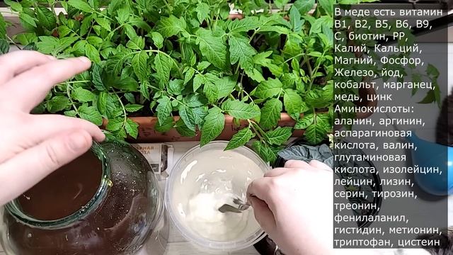 Рассаду не узнать от этой дешевой аптечной подкормки, полейте, рассада станет коренастой, жирной смотреть онлайн
