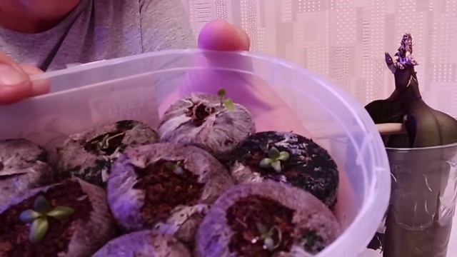 734. Эустома кроха. У орхидеи снова лист. Кормим. смотреть онлайн