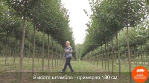 Липы мелколистная "Гринспайер" и европейская "Паллида" в "Питомнике Савватеевых"