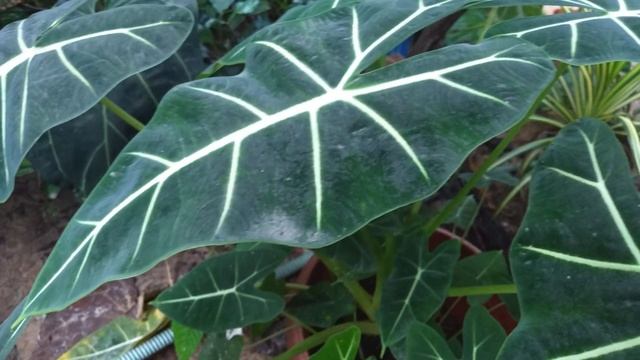 Garden Studio Goa | My Alocasia tour смотреть онлайн