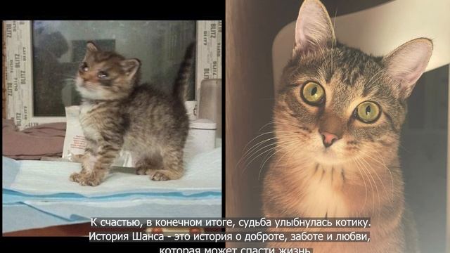 Чудесное спасение Шанса. Проживи долгую жизнь, малыш ? смотреть онлайн