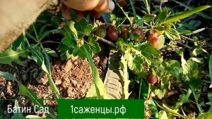 Крыжовник Галатея