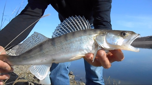Рыбалка-Судак -щука.Trailer. смотреть онлайн
