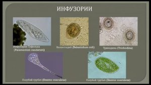 Многообразие Простейших.