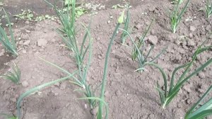 #77 Когда выдергивать стрелку лука.Чем обработать картошку от колорадского жука.