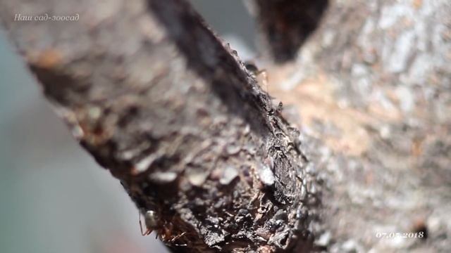 Муравьи Formica sp и цветение Prunus cistena смотреть онлайн