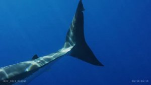 Белая Акула: Королева Океана