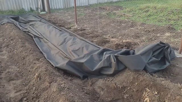 Посадка на геотекстиль. Рассада помидор и капусты.