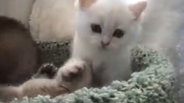 Котята. Помет G смотреть онлайн