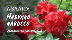 Азалия Набукко (Nabucco) — красивый кустарник, с крупными цветами и пышным цветением