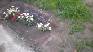 Открылся новый клематис Руж Кардинал.