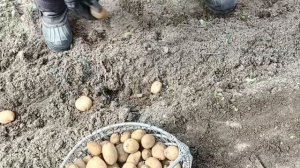 Первая посадка ультрараннего картофеля Джувел.