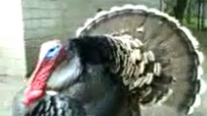 Самый большой индюк!!!!