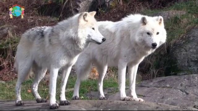 Wolf wild animal Wolf2022 Wolf today #earthkids #wolf #shorts #wolves Wolf flesh eaters Wolf смотреть онлайн