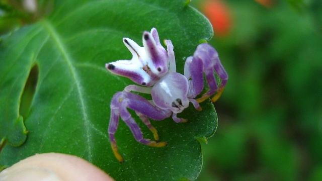 Топ 10 животных меняющих цвет смотреть онлайн