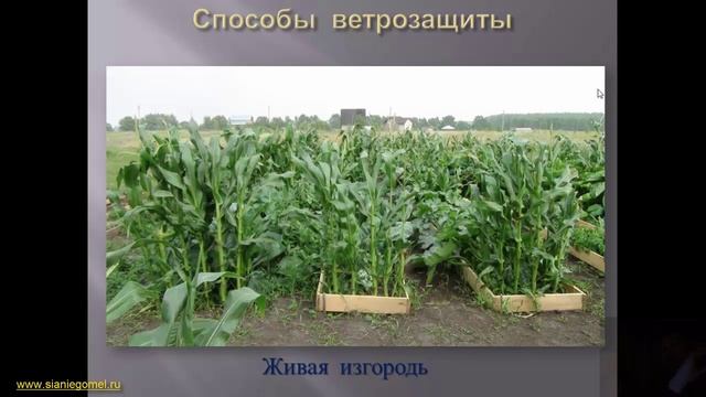 Защита растений от ветра