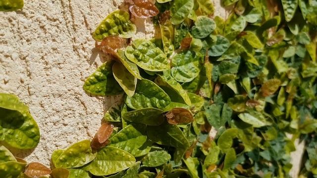 Фикус пумила | Жизнь на Юге смотреть онлайн