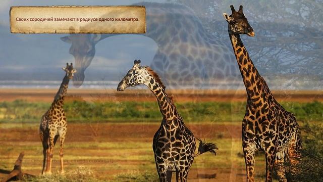 Animal World Жирафы Интересные факты Giraffes Interesting Facts смотреть онлайн