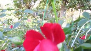 Мой Розовый Сад 2021г.Роза"Grand Award".Цветение 1октября.