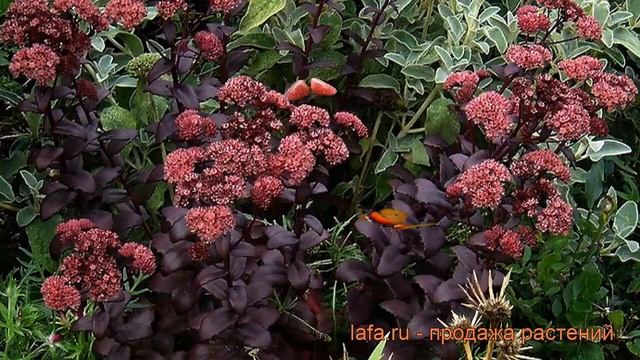 Седум гибридный Пёпл Эмпэрэ ? седум Пёпл Эмпэрэ обзор: как сажать рассада седума Пёпл Эмпэрэ смотреть онлайн