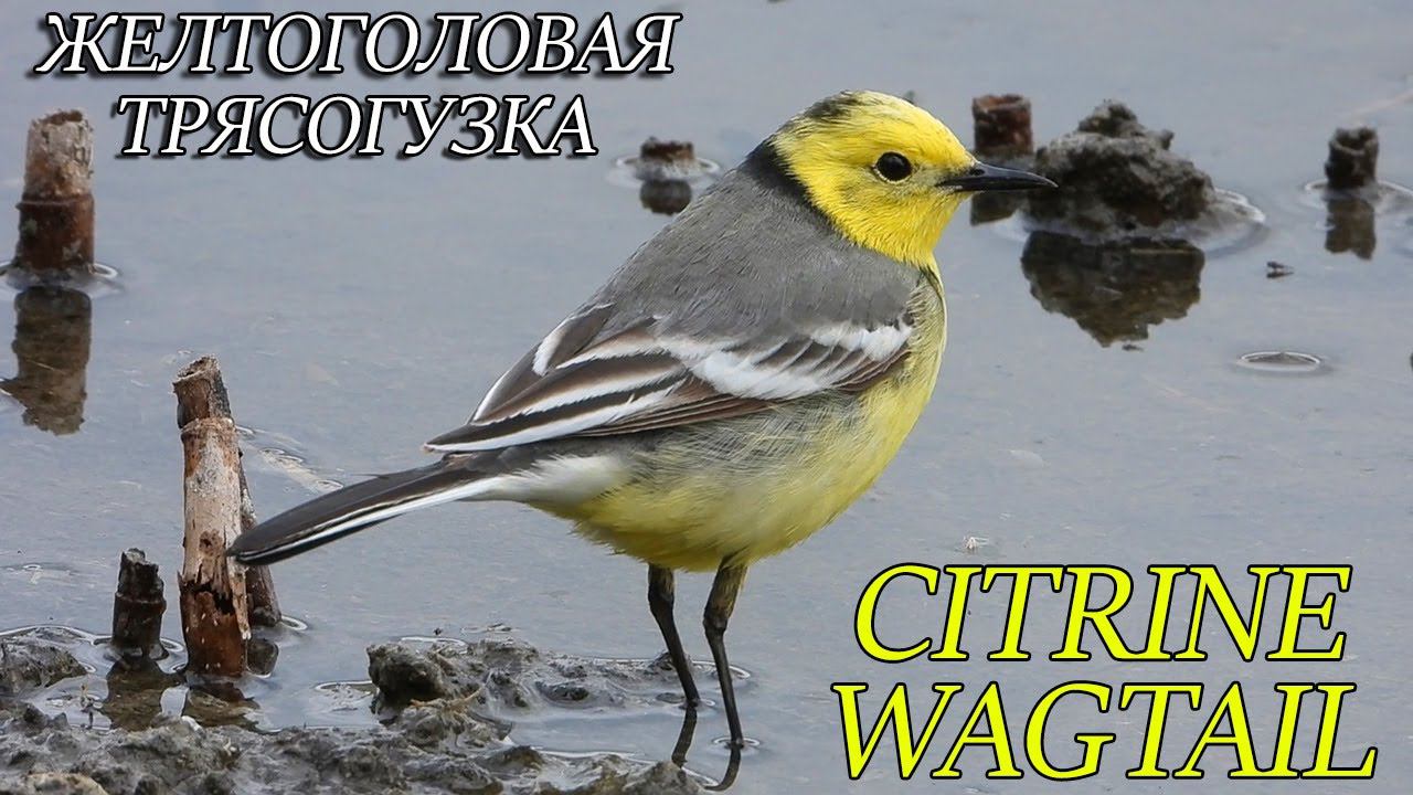 Citrine Wagtail / Желтоголовая Трясогузка