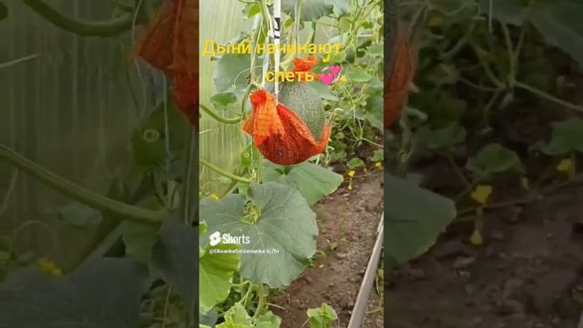 дыни 🍈