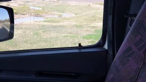 Шершень залетел в кабину ????