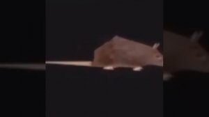 мышь крутится под Cerebrum Dispersio