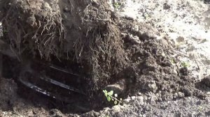 флоксы на зимовку в подвал