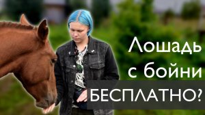 КАК мы взяли лошадь с бойни БЕСПЛАТНО? | Семейный Уголок