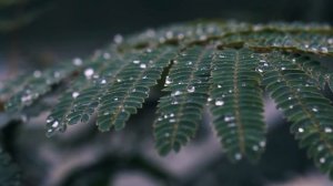 РЕАЛЬНЫЕ ФАКТЫ О ПАПОРОТНИКАХ!