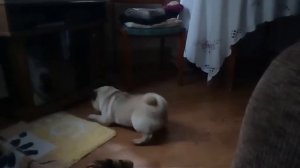 ЩЕНОК МОПСА ЛАЕТ НА СЕБЯ В ОТРАЖЕНИИ