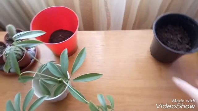 Шефлера! Размножение черенком. Укоренение черенка в воде. Посадка черенка шефлеры в почву.