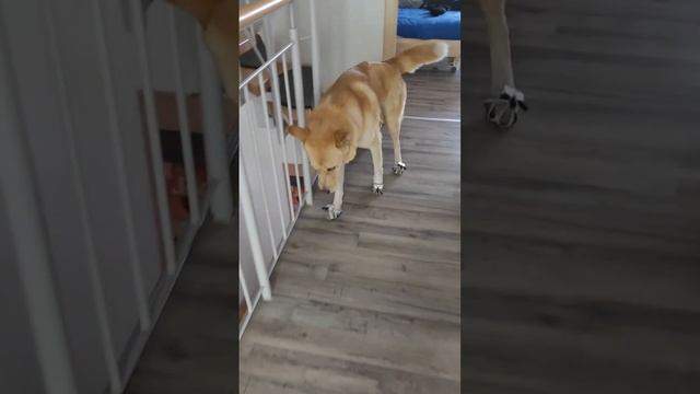 Husky American Akita Mix wearing CLAWGS (dog boots alternative) for the first time