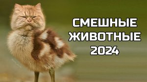 Смешные животные 2024 - попробуй не засмеяться! (№43) котики, собаки