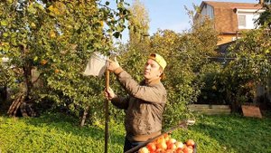 Как можно рассчитать срок хранения яблок