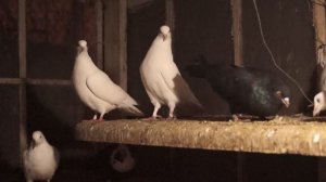 ГОЛУБИ. Все обо всем и все не о чем#голуби#голубеводство#бойныеголуби#pigeon#tauben