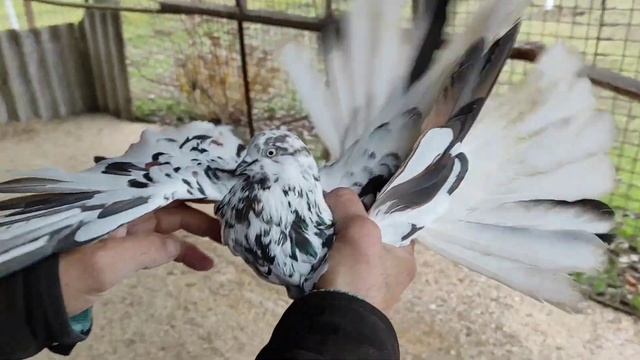 Николаевские голуби. Крымаки 2021 года смотреть онлайн